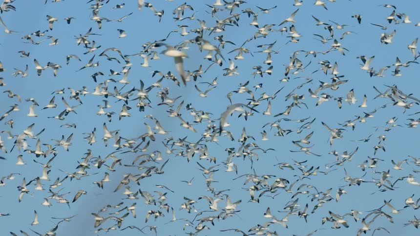 Seagulls flying in the sky