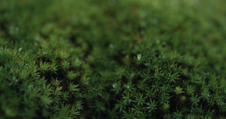 The sun shines on the green needles of a shrub