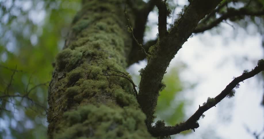 A view of a tree with moss on it