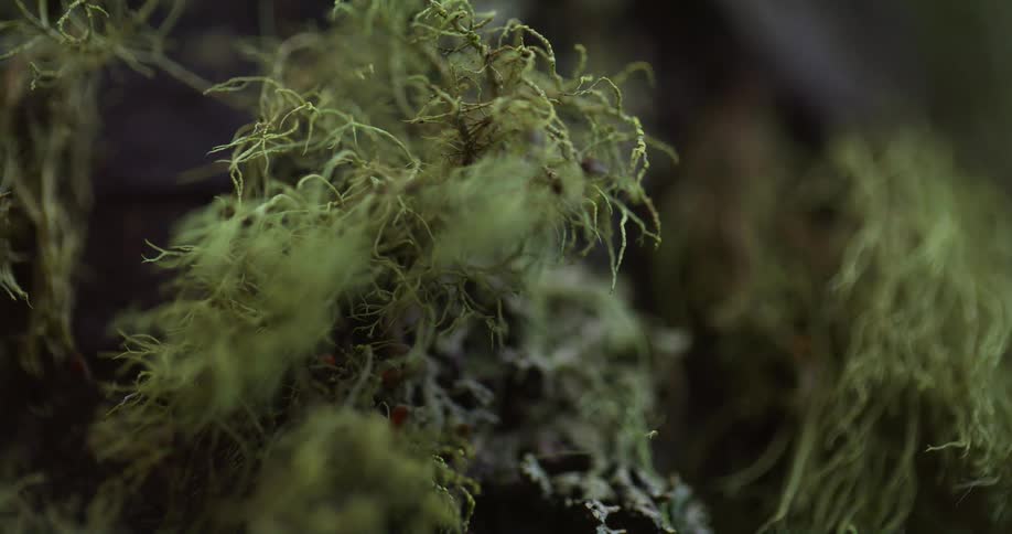 Extreme close up of the green strands of moss growing over the bark of a tree