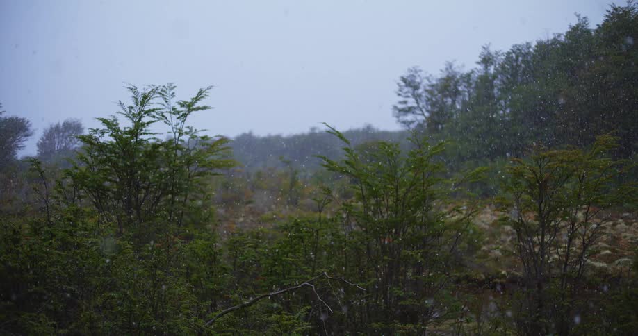 The snow is falling on the forest