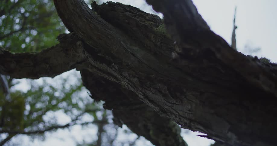 The branch is hanging under the clouds