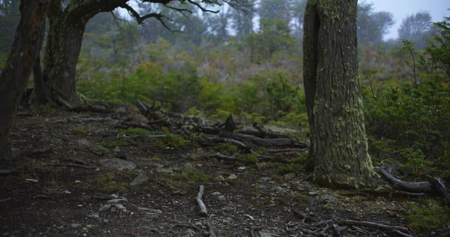 Precipitation falls onto bare ground near trees