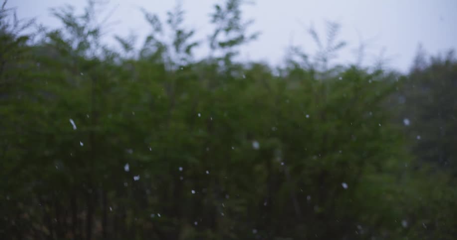 Cottonwood seeds are floating in the air near a forest of trees
