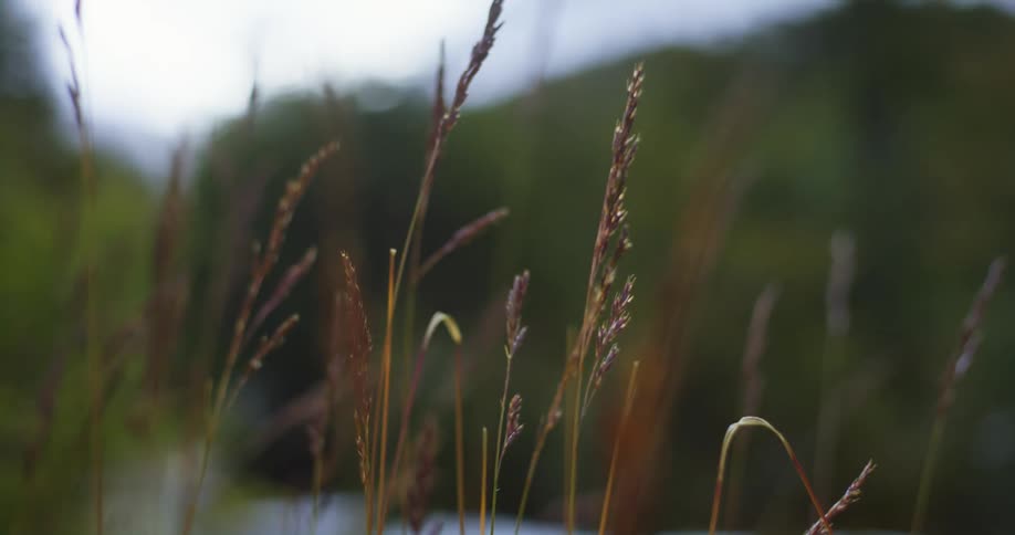 Close up of what looks like a wild tall grass
