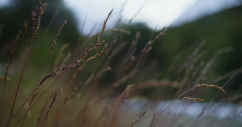 The sun shines on plants moving in the breeze near a meadow