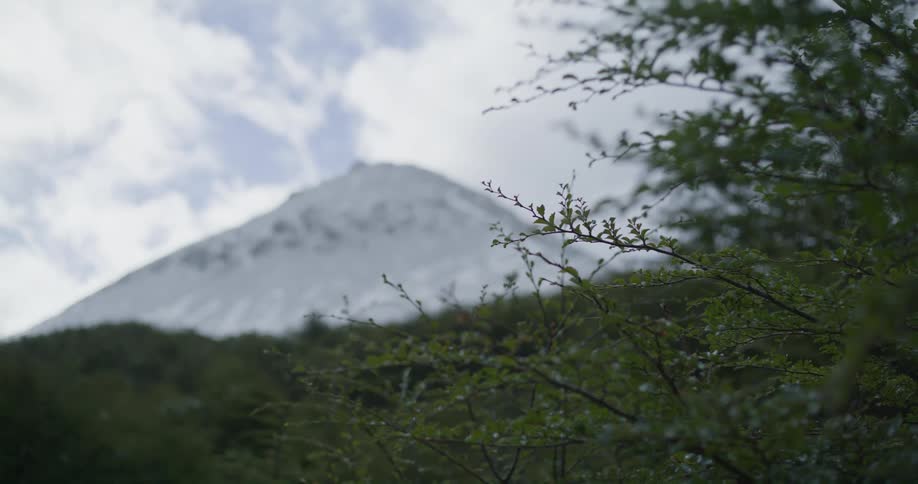 Sunlight shines on leaves and branches of bushes and there is a snow covered mountain under a cloudy sky in the distance