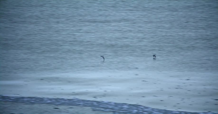 A view of birds flying over the coast