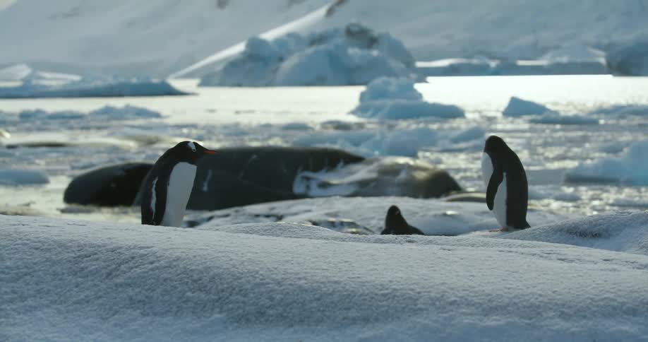 Penguins standing on the snow near the icebergs floating in the ocean