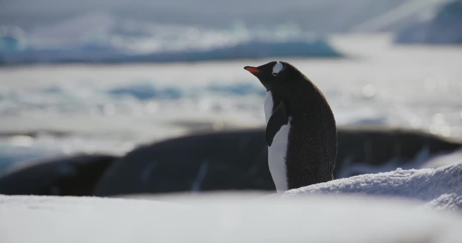 Penguin looking around