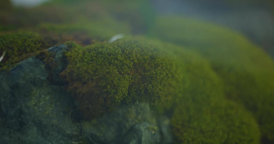 Ice sitting on grass