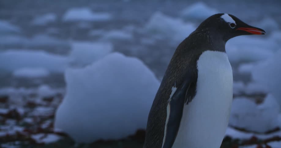 A penguin walks across snowy ground during the day