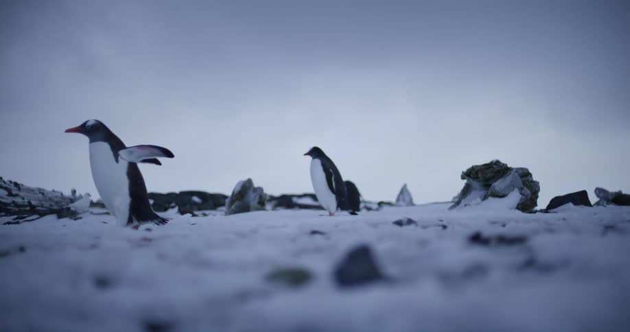 A group of penguins walk through a snowy arctic landscape on a cloudy day