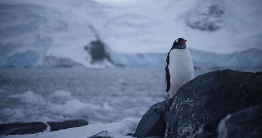 A penguin is standing in the snow