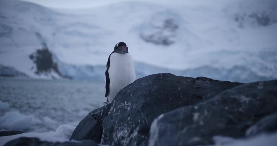 The penguin is standing on the rocks