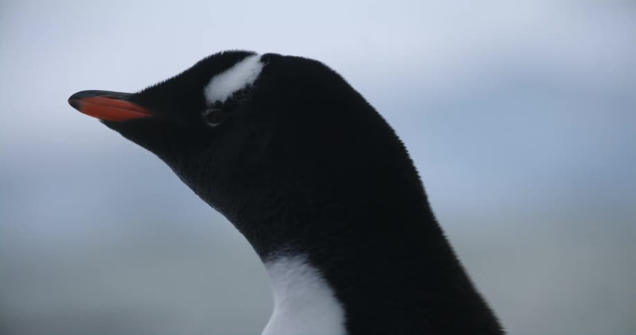 A penguin standing outdoors