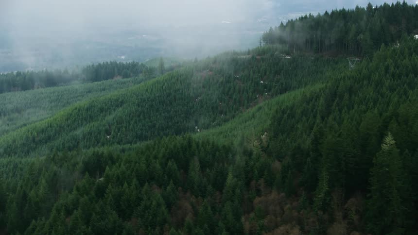 Tall trees cover rolling hills