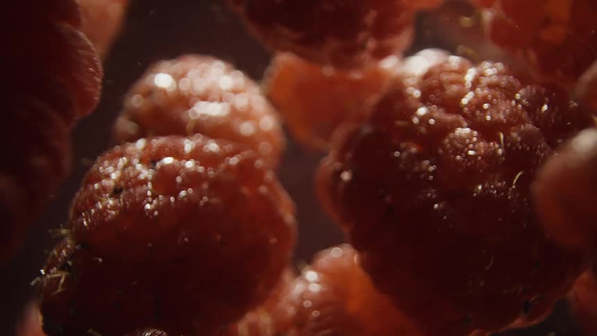 Water droplets and moisture on raspberries reflect in the light as they move