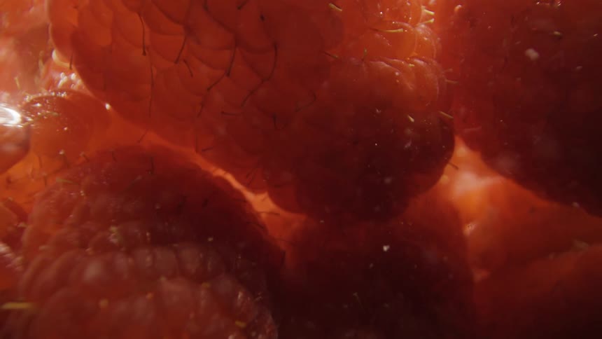 Red berries under water with their bumpy surface skin