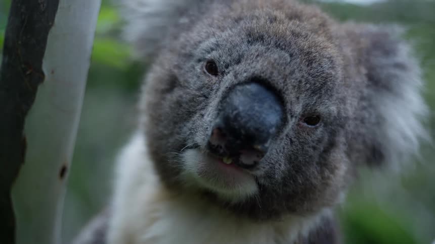 A koala looks into the camera while holding onto a tree branch