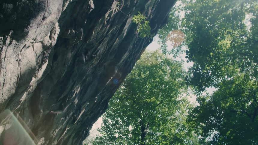 The sun is shining brightly through the trees in a forest
