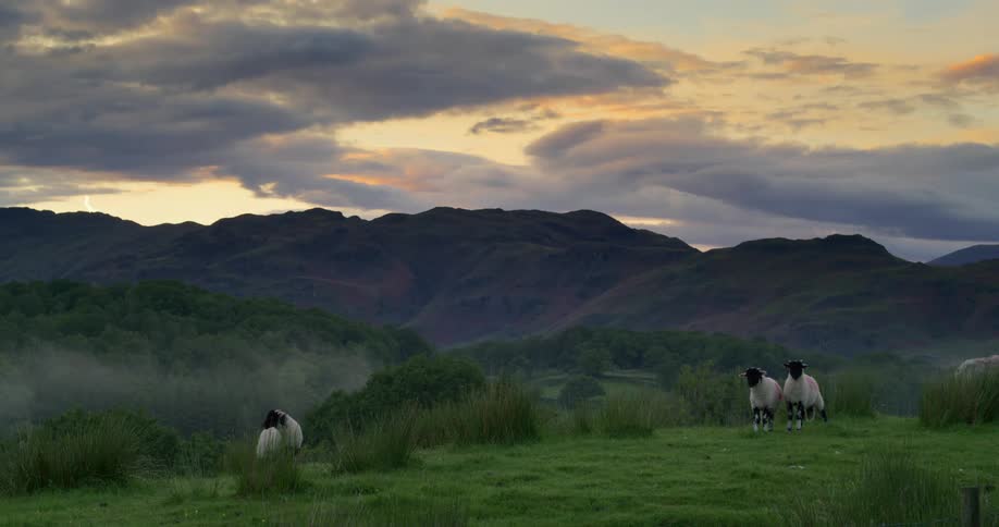 Three sheep on a grassland
