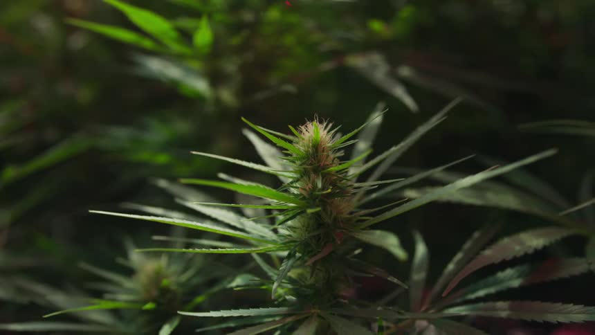 The sun is shining on marijuana plants as the buds are flowering