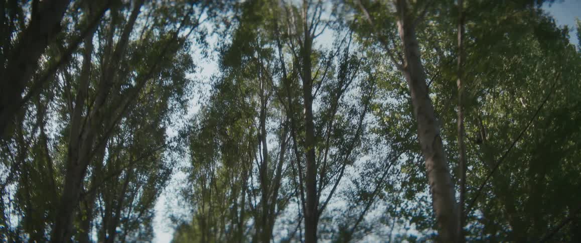 The sun shining through the tree branches and leaves
