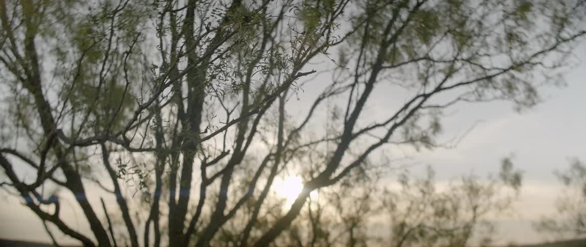 Wind blows the tree branches at sunset