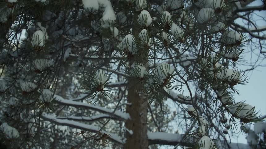 Moving past pine trees covered with snow