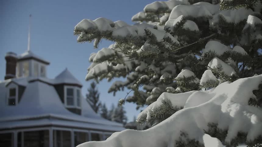 A snow covered tree sits before a large home