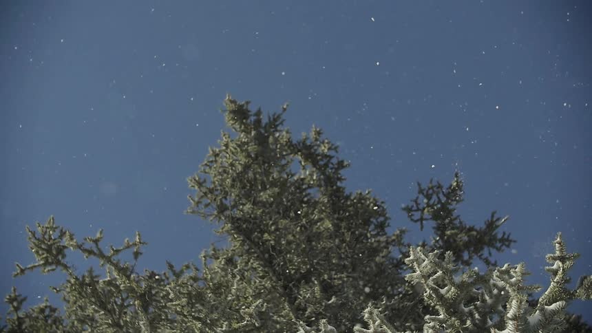 Tree branches are dropping snow below