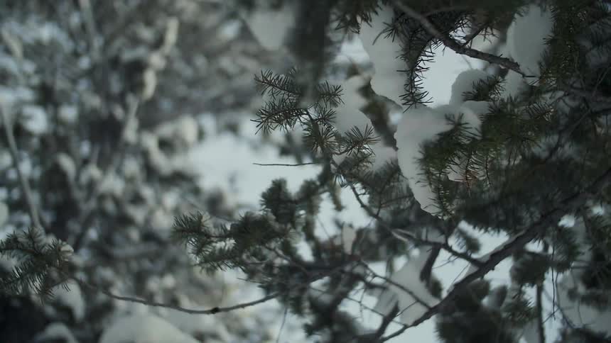 Tree branches are full of snow