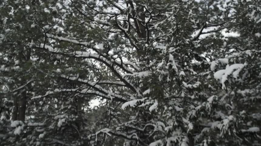 Man trees are covered with snow on a cloudy day