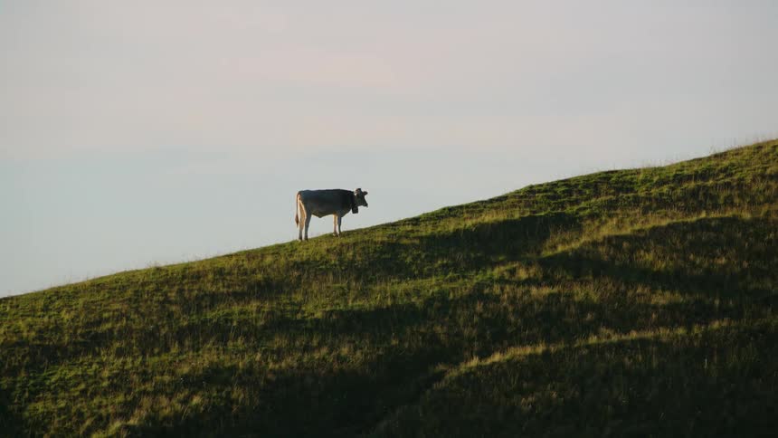 Aerial view of cow grazing on the grass on high mountain slope