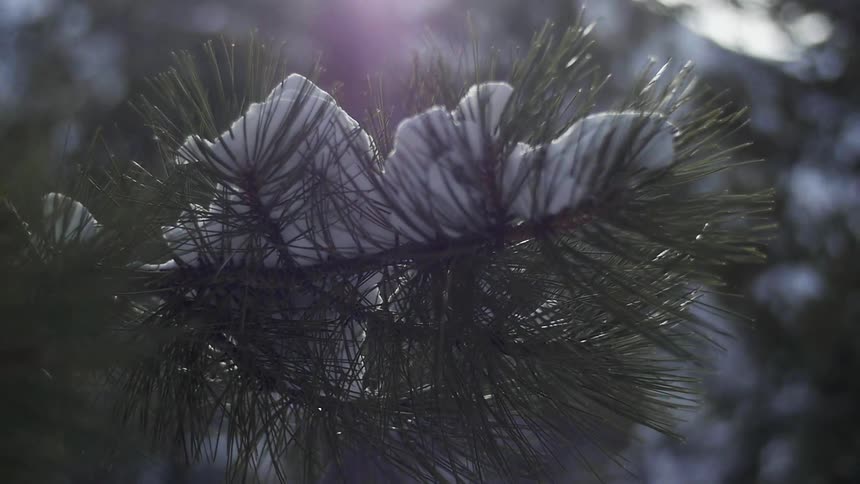 Snow piles on a tree branch