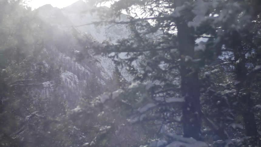 Snow travels past some trees near a mountain