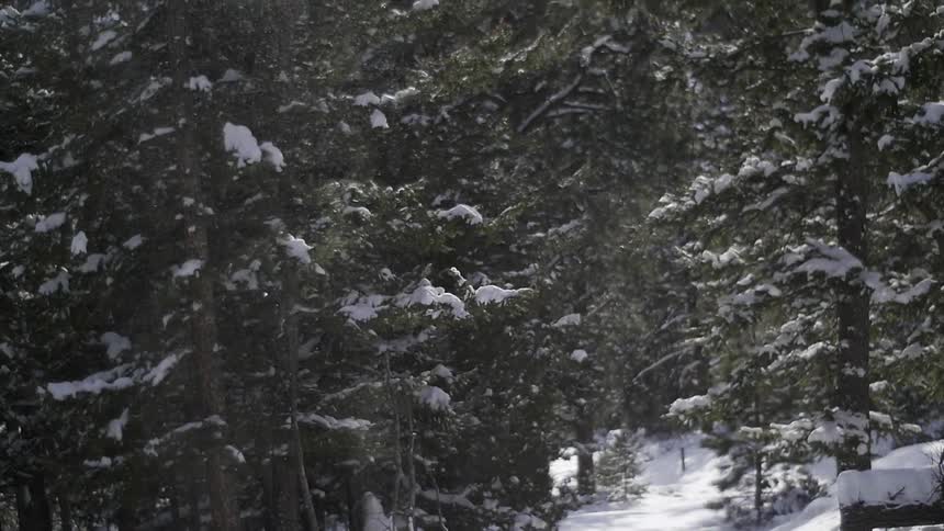 A forest is covered with snow