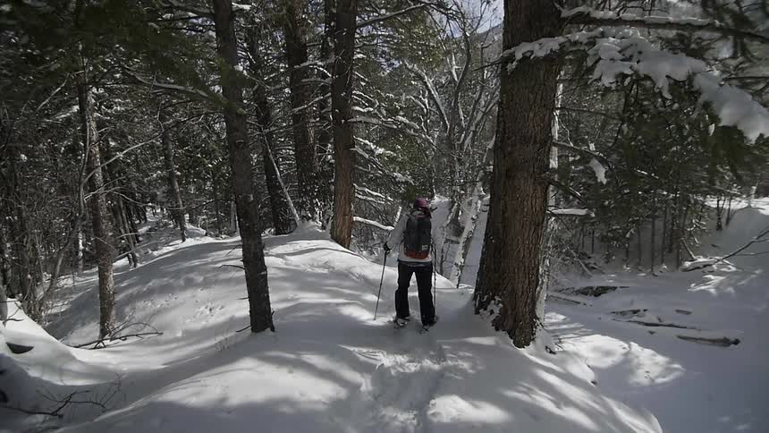 Women snowshoeing along a forest trail