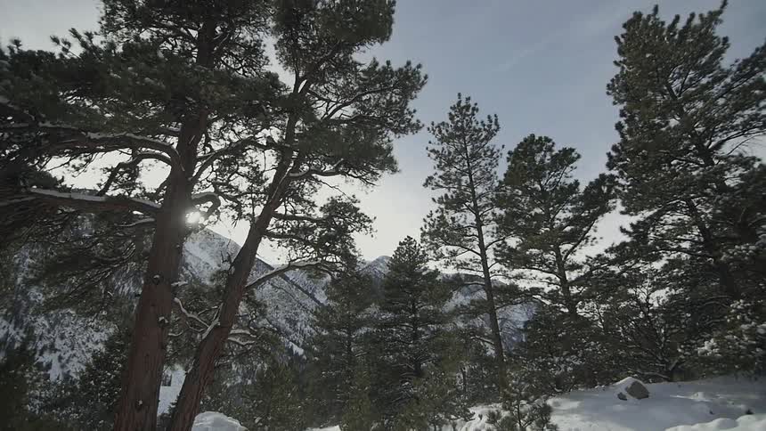 Tall pine trees stand against a partially cloudy sky in a snow-covered landscape