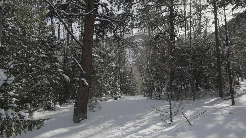 A wintry mountain forest landscape