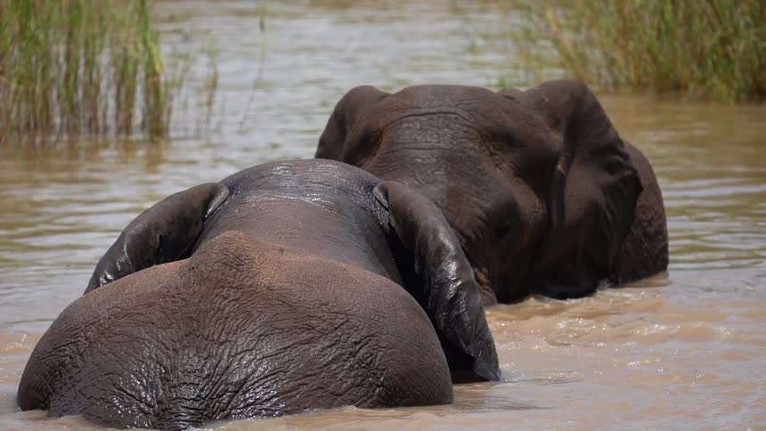 An elephants flaps its ears as it cools off in African watering hole
