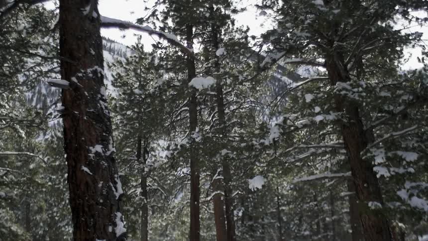 Rows of trees are covered with snow by a mountain