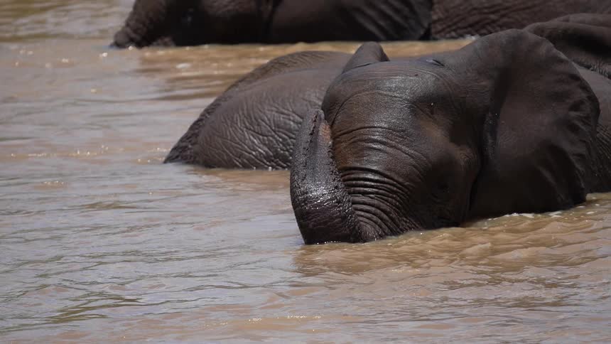 A herd of elephants cool off in an African watering hole
