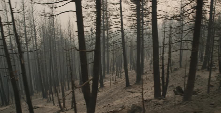 Bare trees in a forest