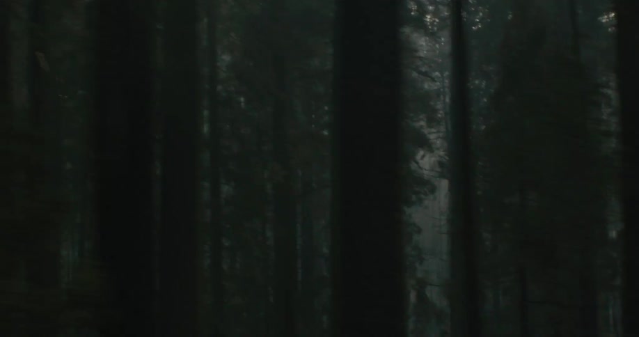 A dense foggy forest during the day