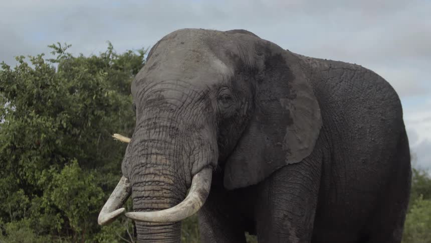An elephant is holding a stick in its trunk as it eats