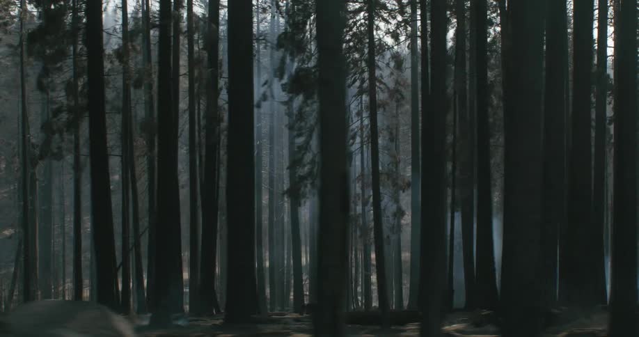 Smoke moves through trees in a forest