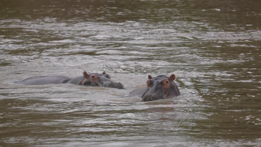 Two hippopotamus partially submerged on a river