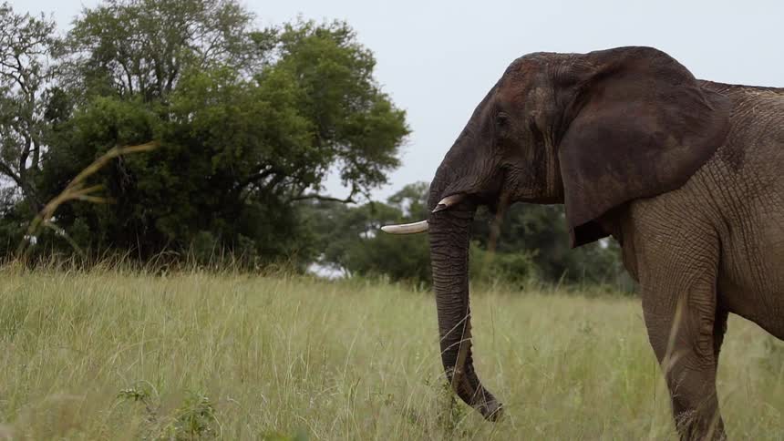 An elephant stands in a grassland during the day
